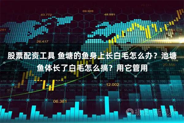 股票配资工具 鱼塘的鱼身上长白毛怎么办？池塘鱼体长了白毛怎么搞？用它管用